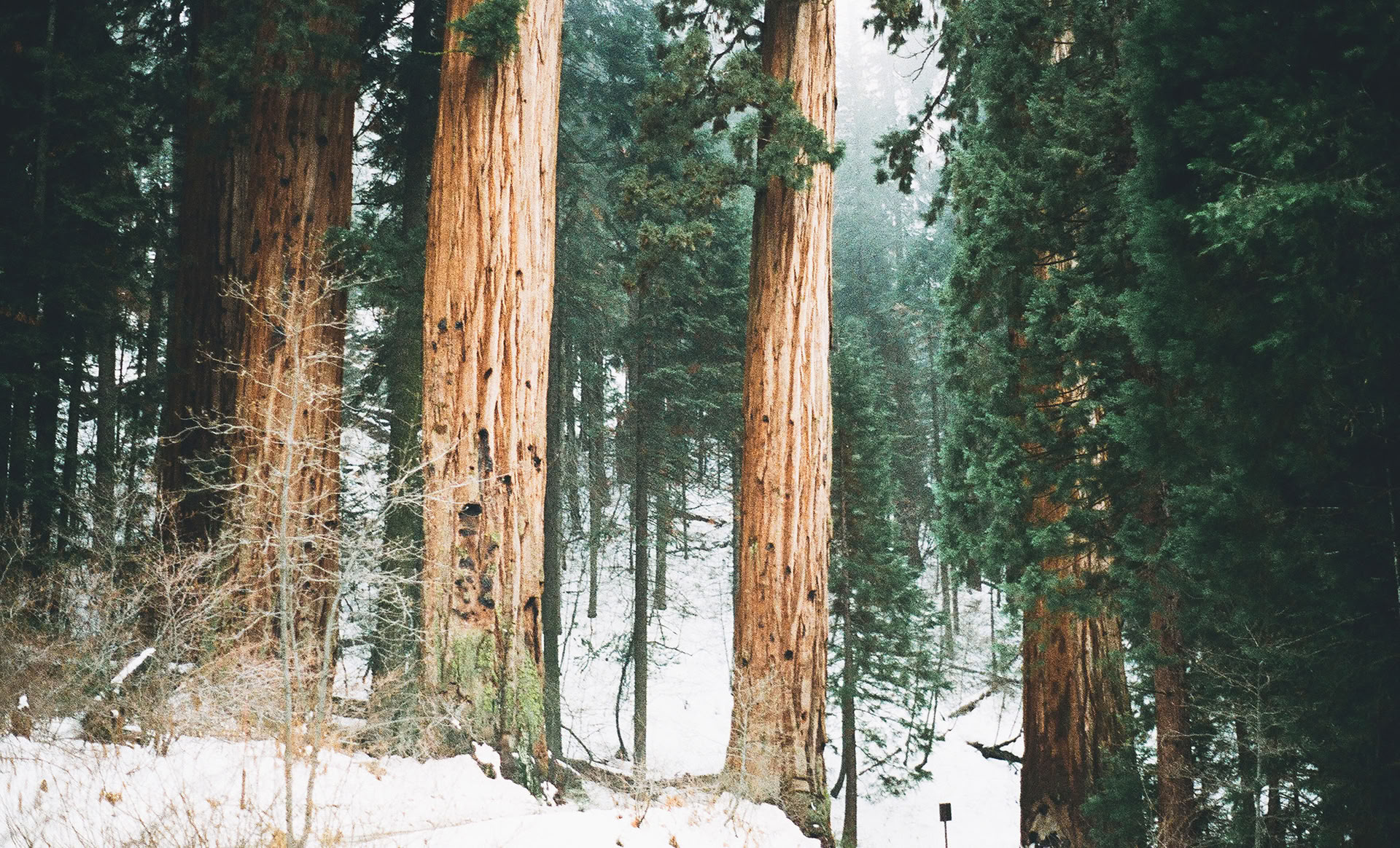 Sąmoningumo miško 🌳 patirtis