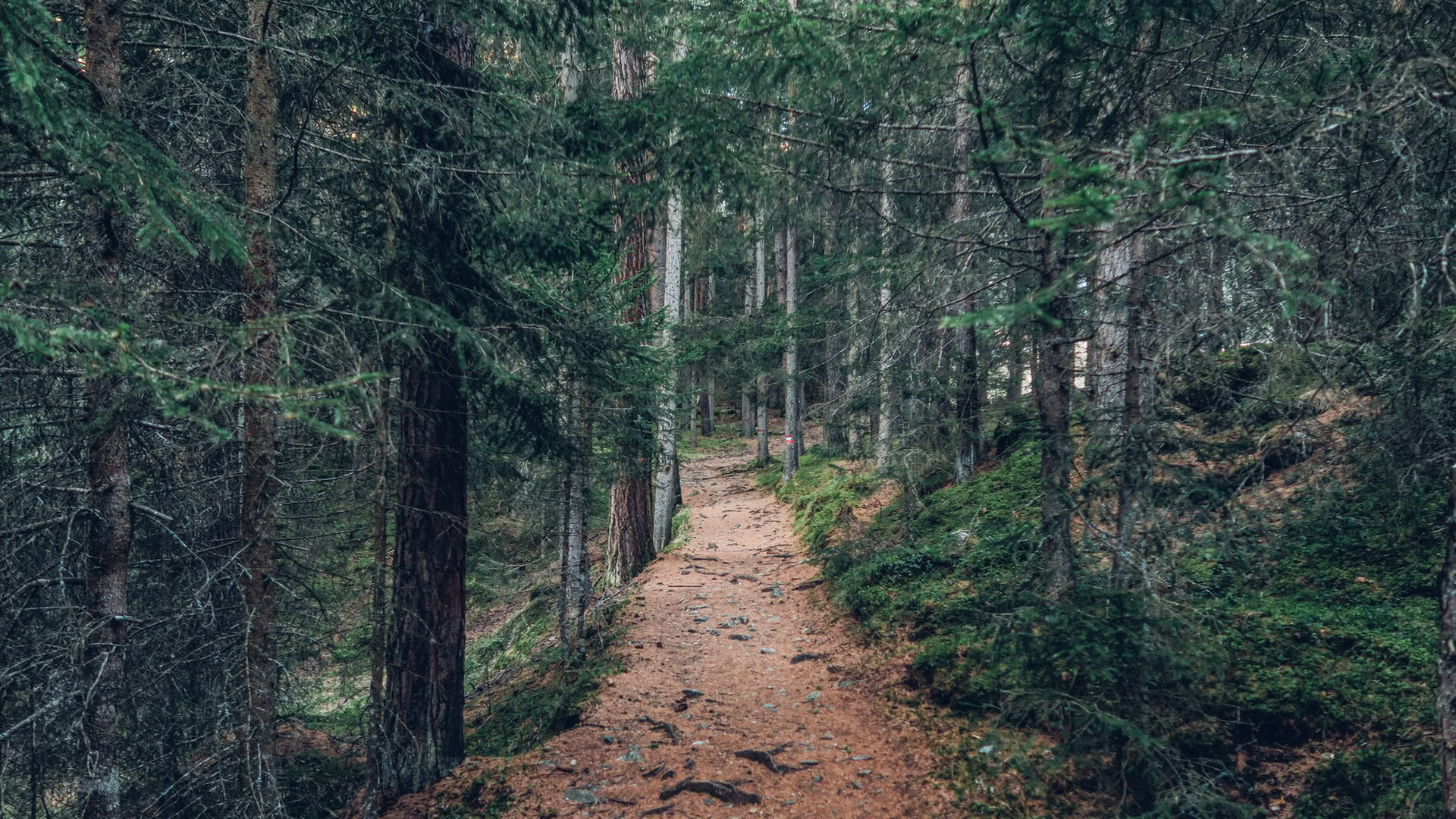 Sąmoningumo miško 🌳 patirtis