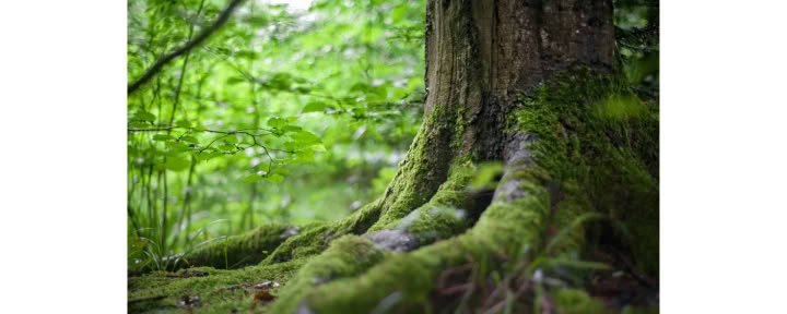 Sąmoningumo miško 🌳 patirtis