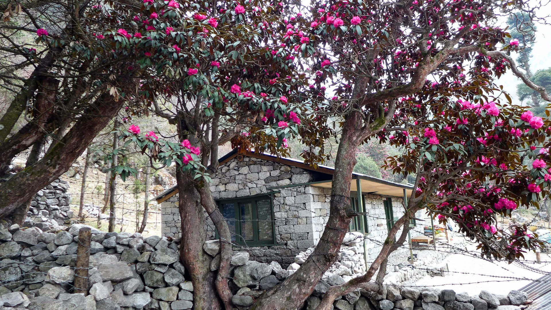Annapurnos bazinė stovykla