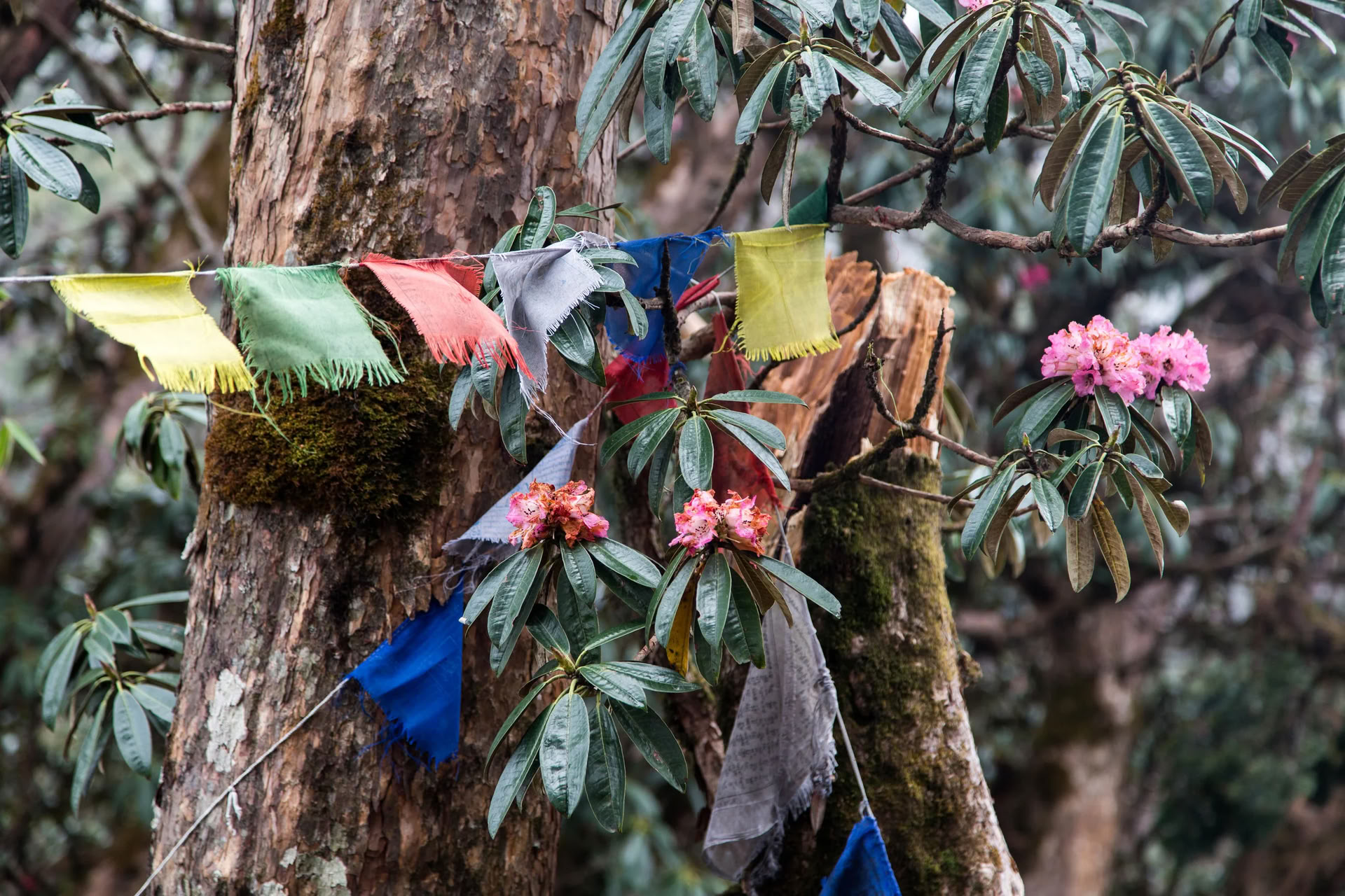 Annapurnos bazinė stovykla