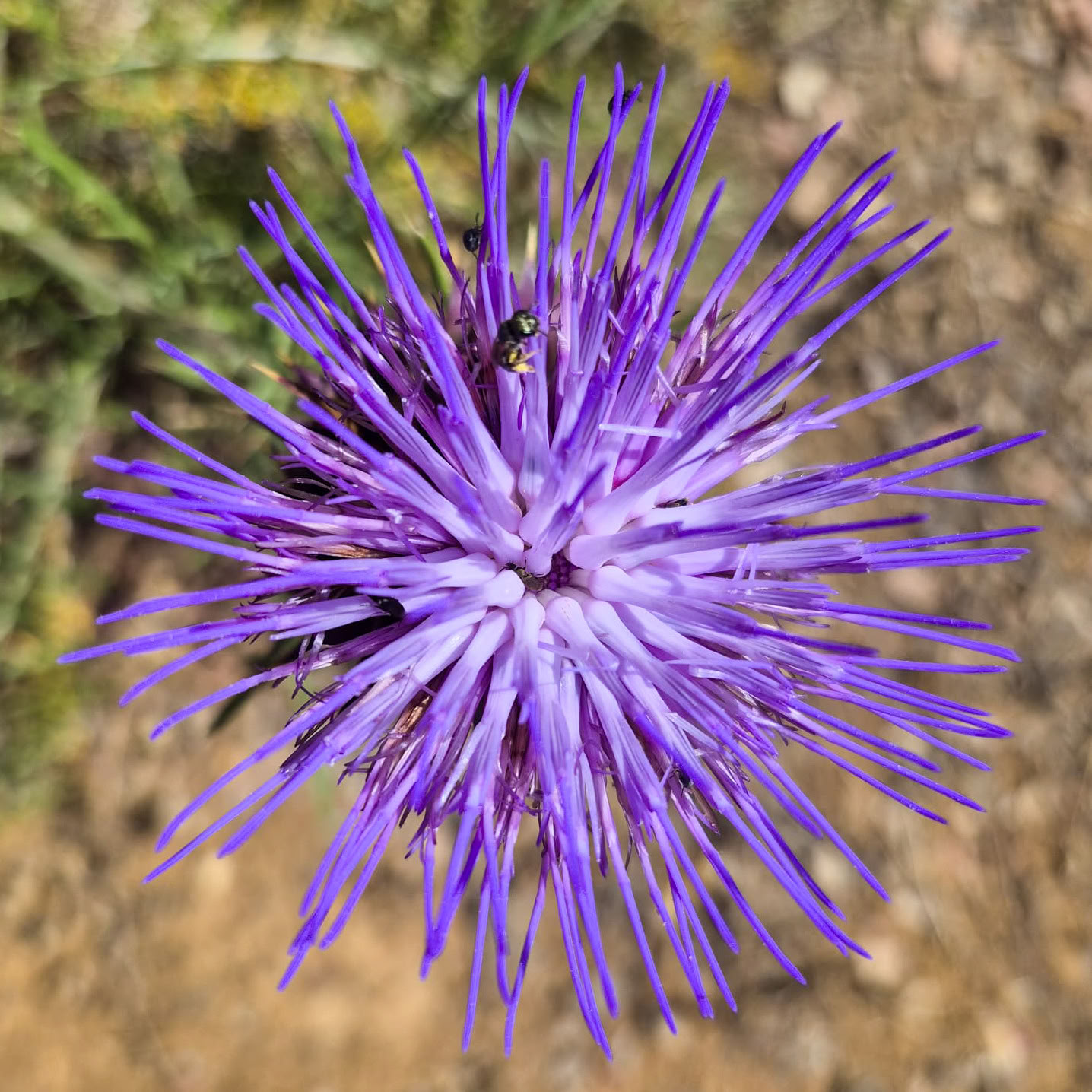 Nuomokite Finca La Lola