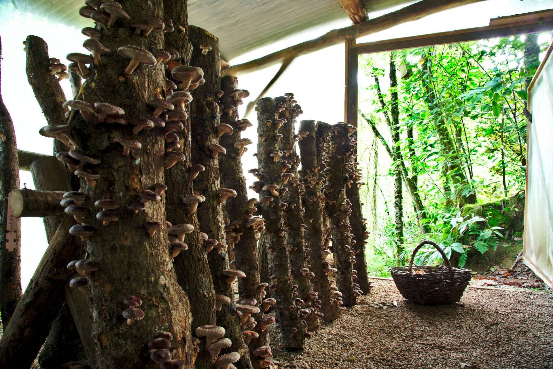 Fungi Nature miško apsilankymas rugpjūčio 23 d.