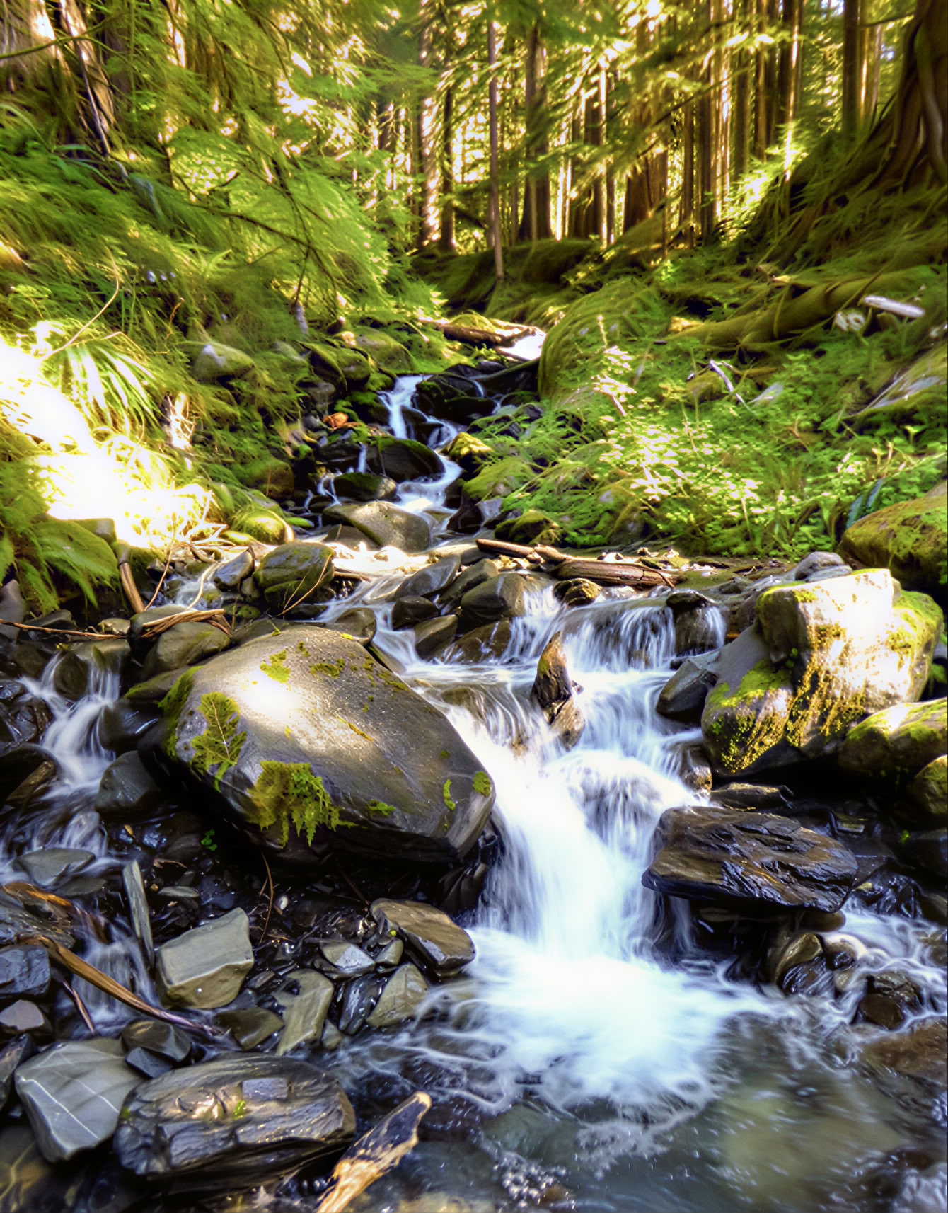 Joga, žygiai ir gydymo retritas prie Fox Creek Falls