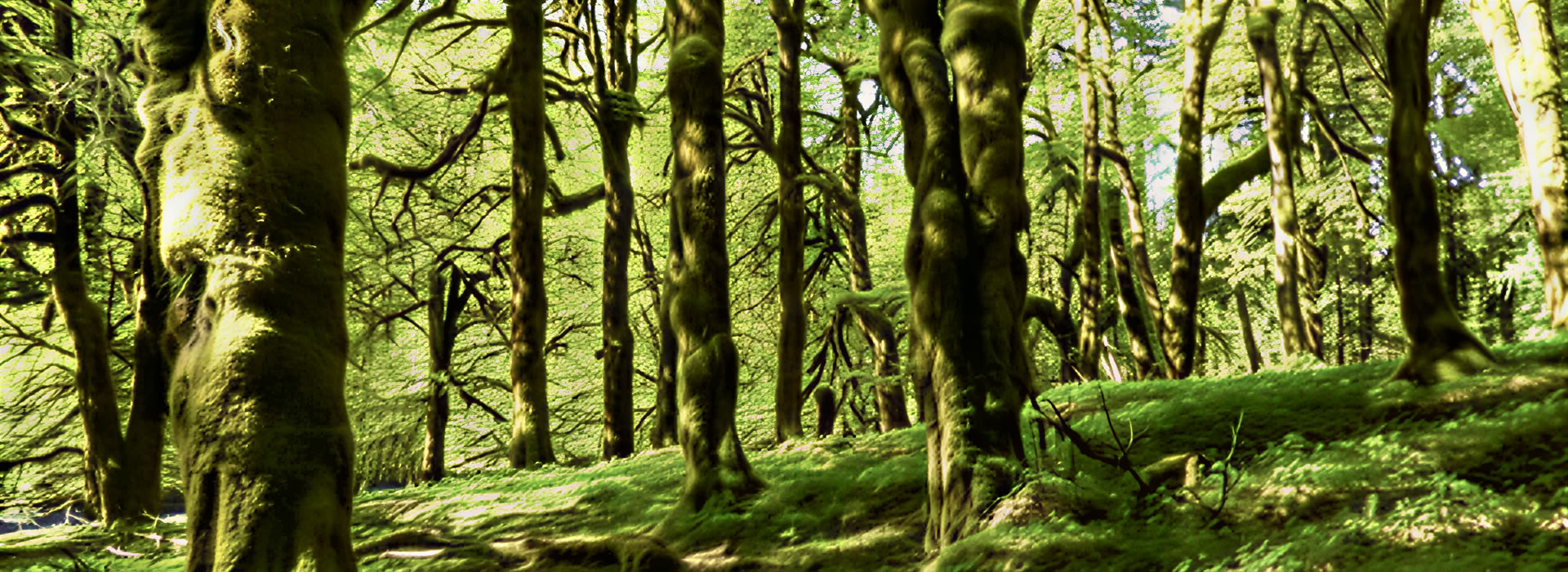 Mt. Rainier jogos meditacijos žygis