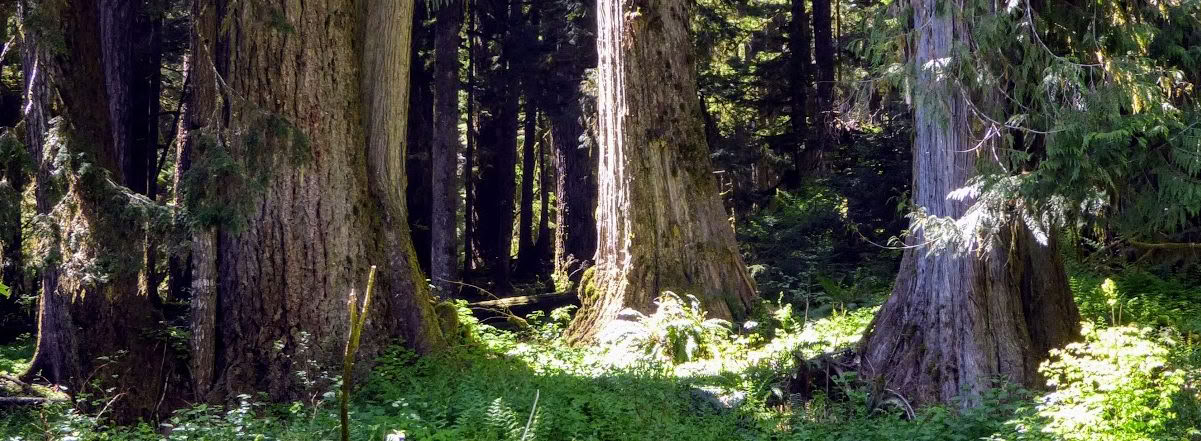 Frog Creek, WA gydomasis retritas