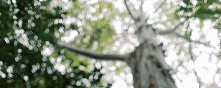 Miško maudynių patirtis (Shinrin-Yoku): vedama ramybės ir sveikatingumo kelionė