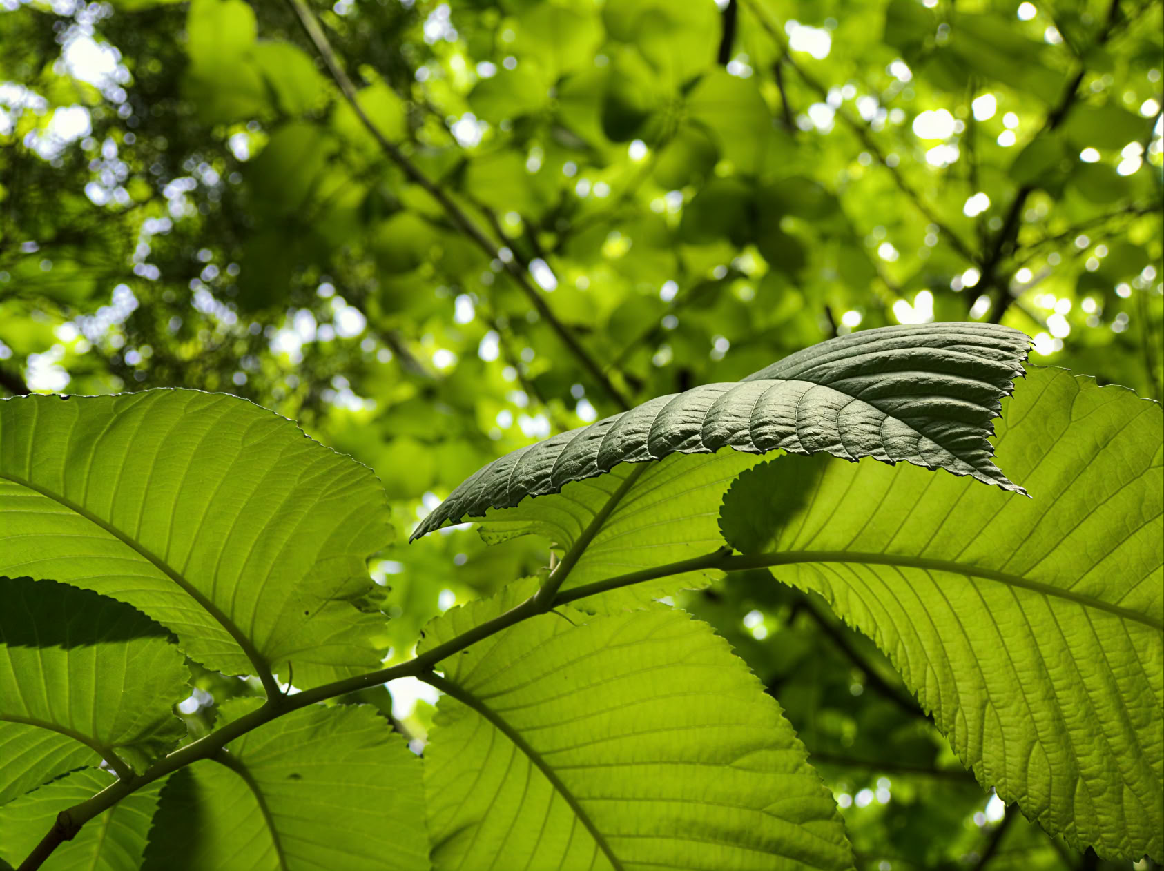 Aromaterapinis masažas (darbo dienomis)