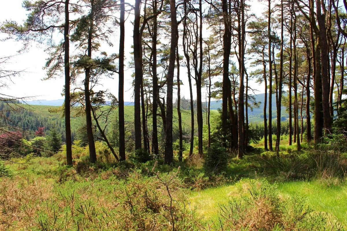 Grįžimas į Mucklagh – Samhain — Mucklagh Lodge