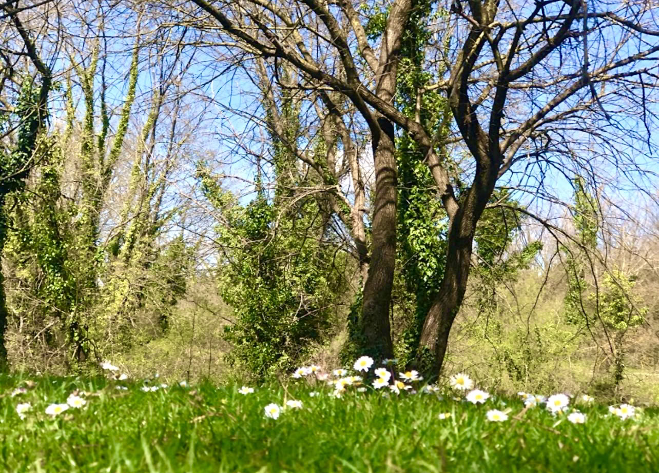 Įsišakniję gamtoje: jogos ir či gongo retritas po medžiais