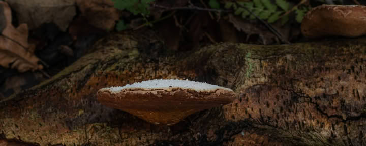 Laukinis savaitgalis – gydomieji grybai
