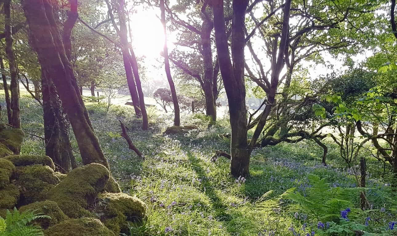Retritai, dienos ir kursai – keturių naktų retritas Rosemerryn Kornvalyje