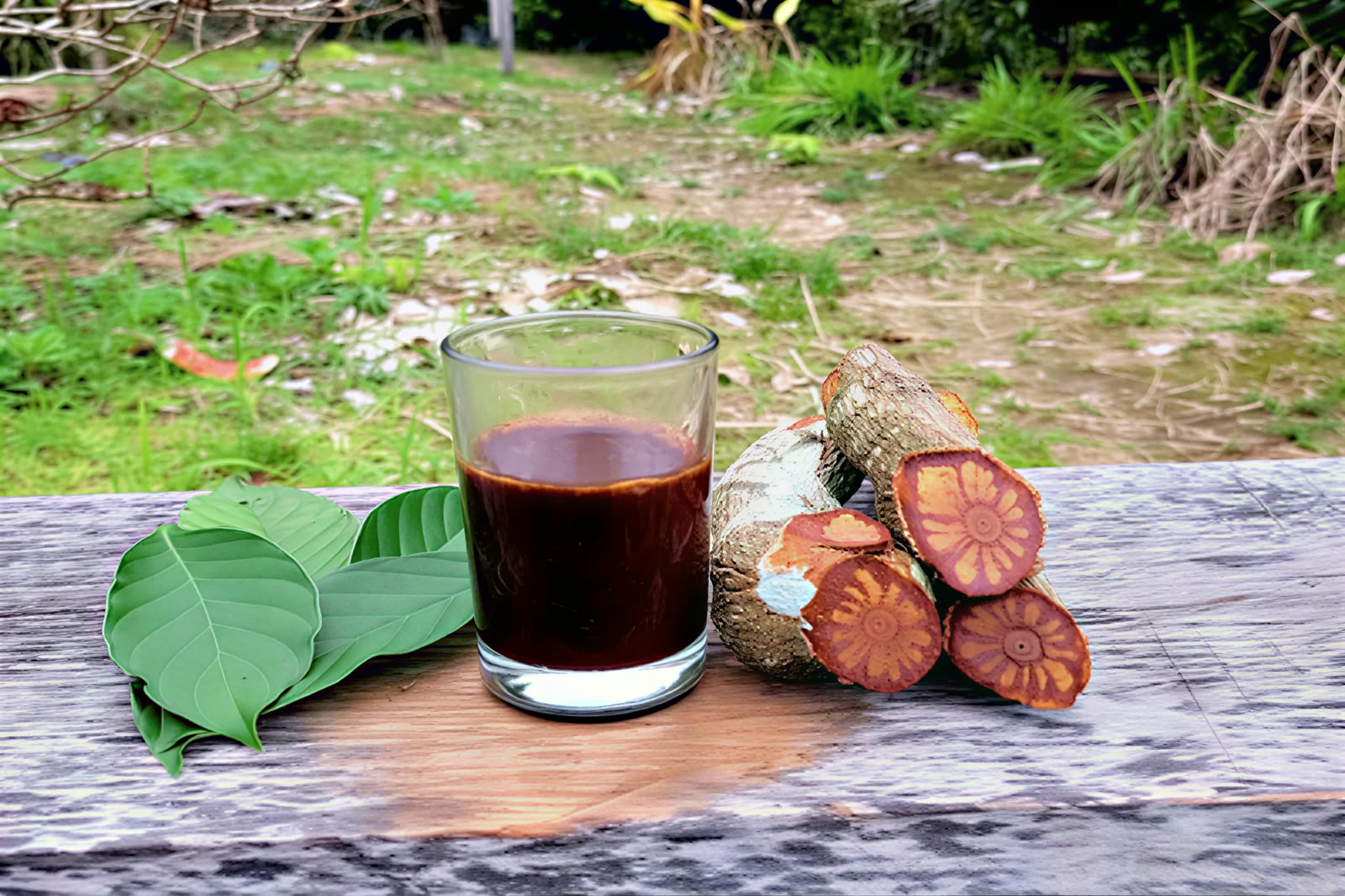 1 dienos ayahuasca retritas