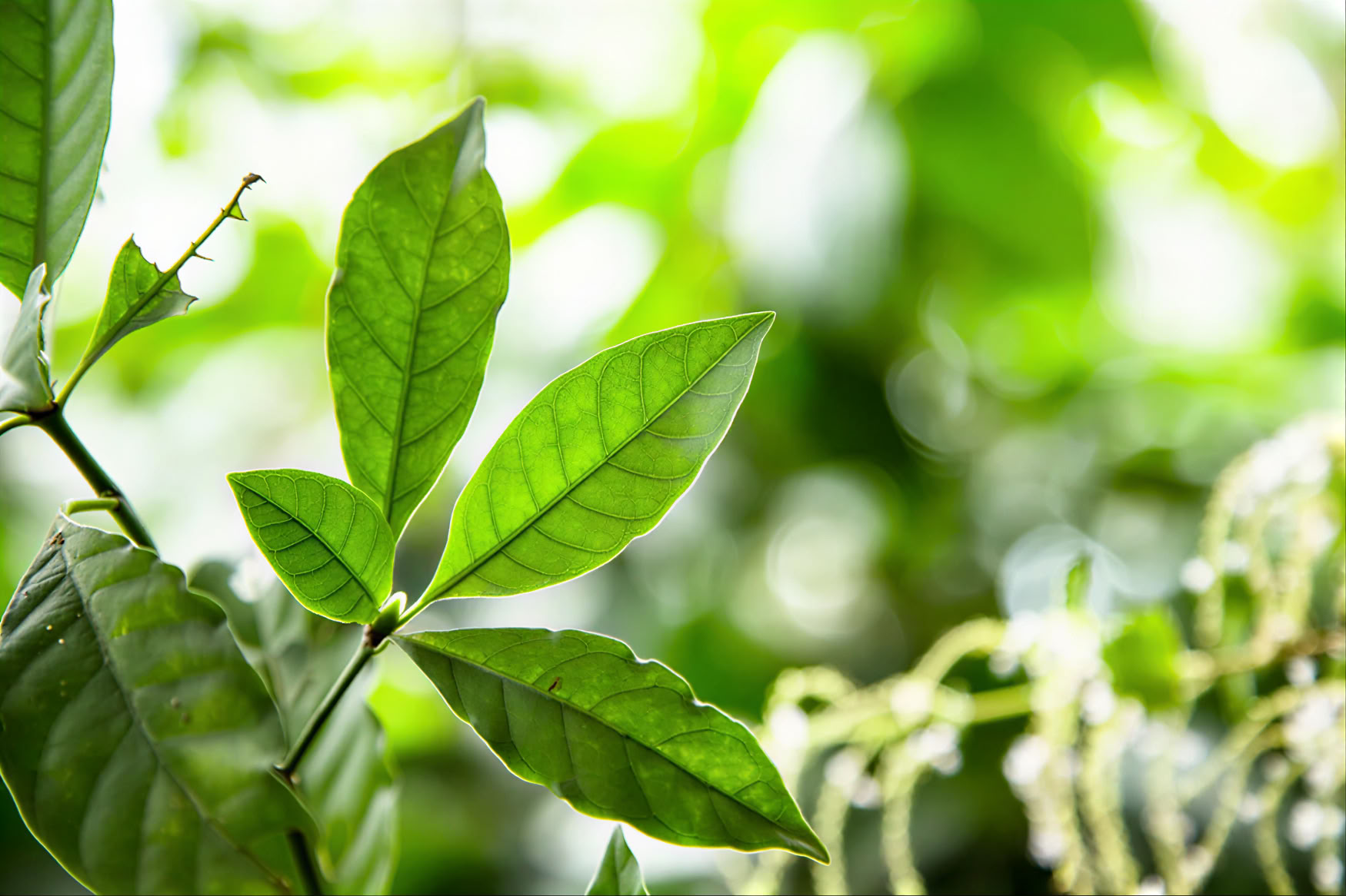 1 dienos ayahuasca retritas