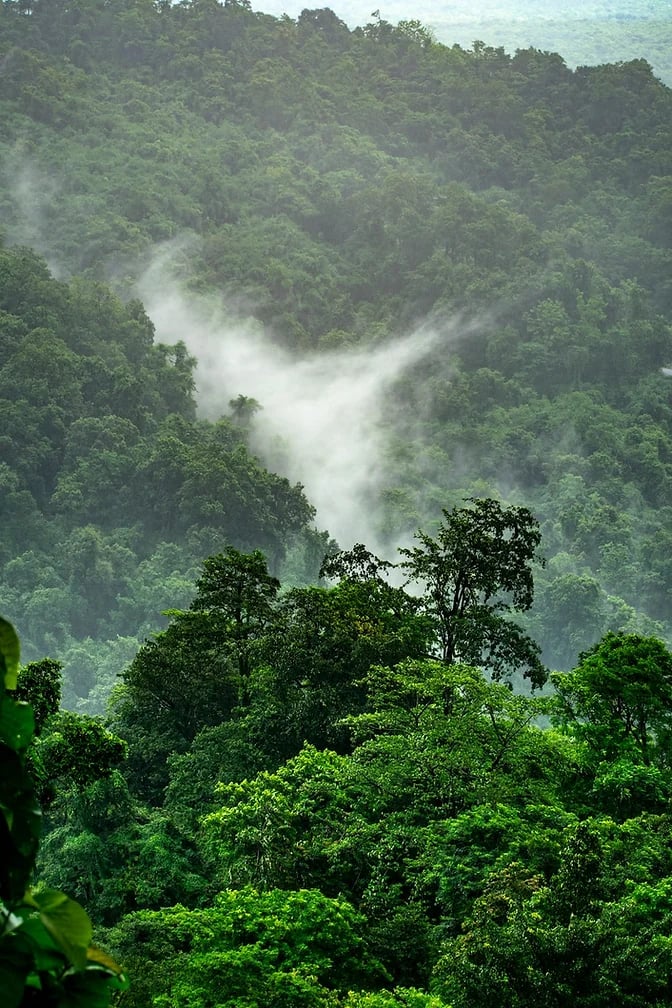 Šaknys ir išmintis