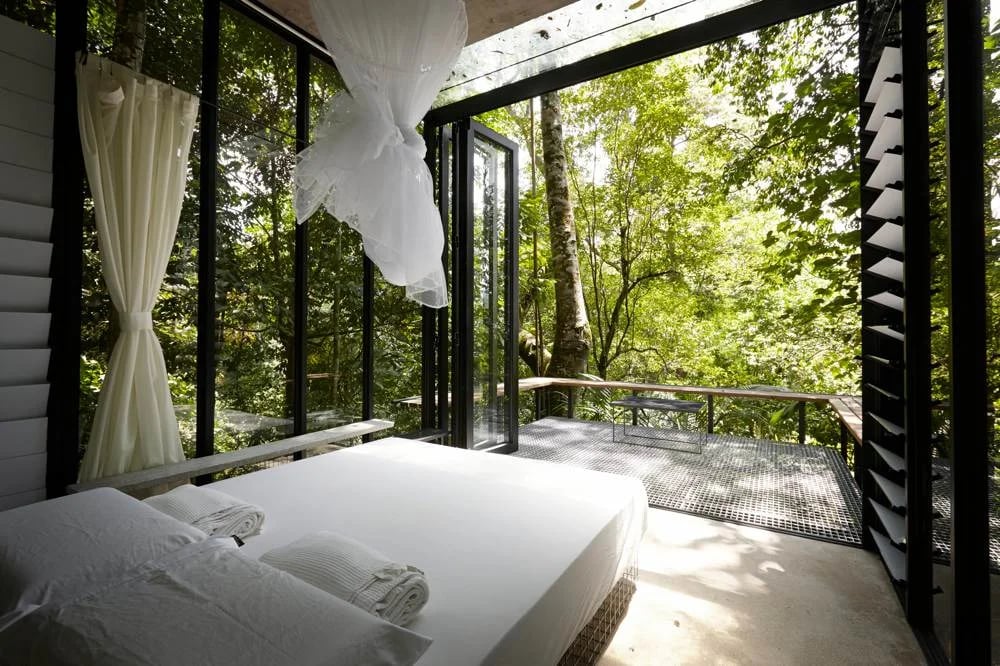 Šaknys ir išmintis