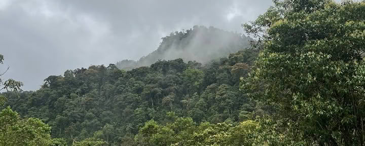 Hayulima: Spiritual and Plant medicine retreats