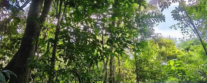 Naturalia retreat center | Ayahuasca Retreat in Peru