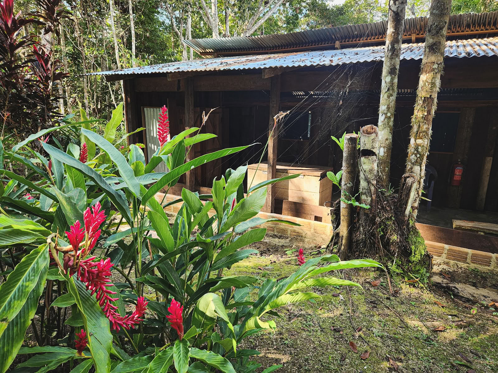 El Purguero Ayahuasca Retritas