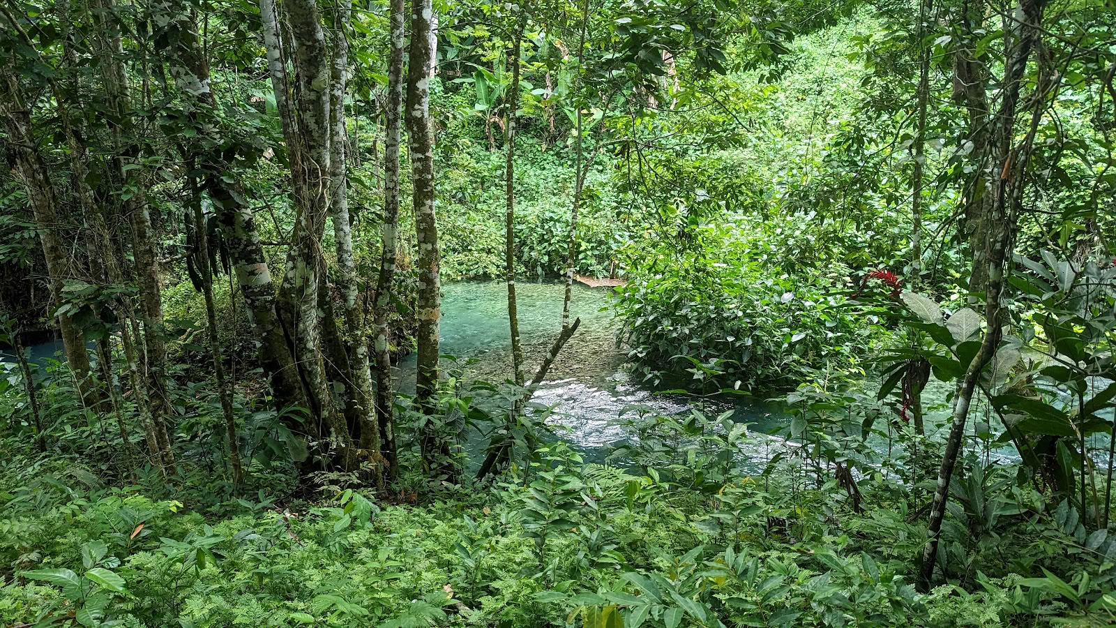 Mycelia Retreat Jamaikoje