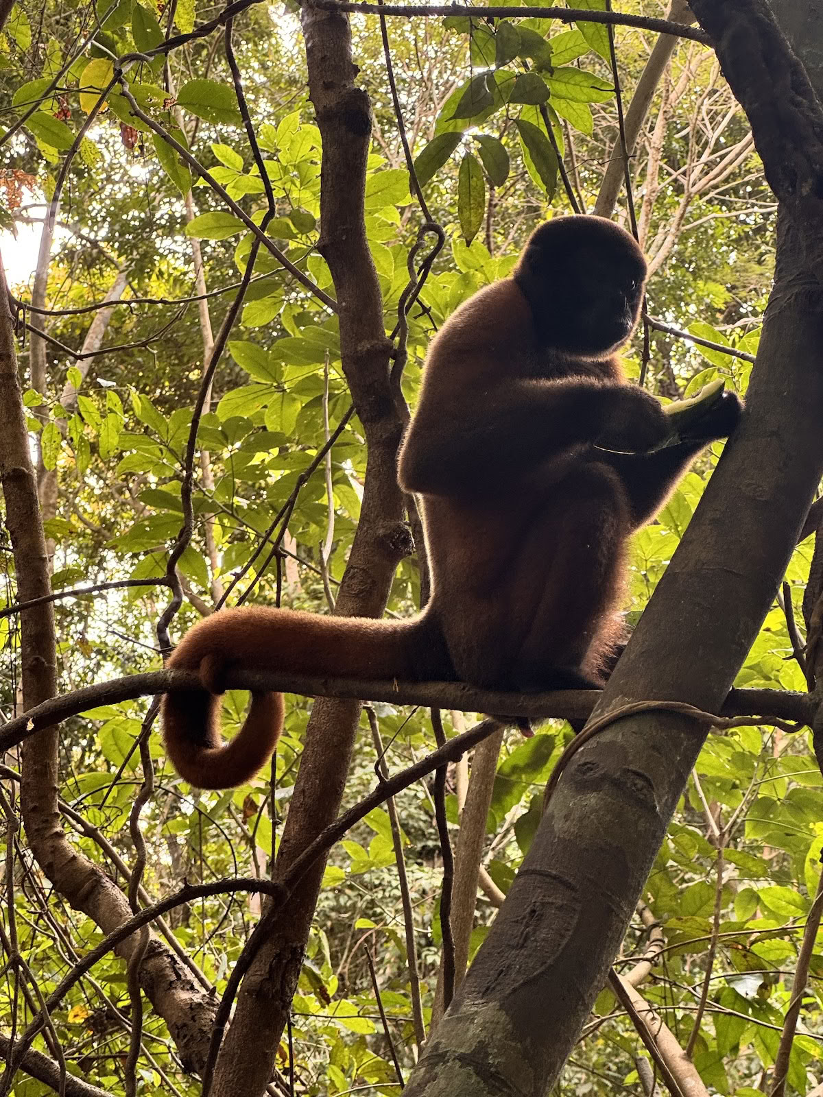 Amazon patirtis
