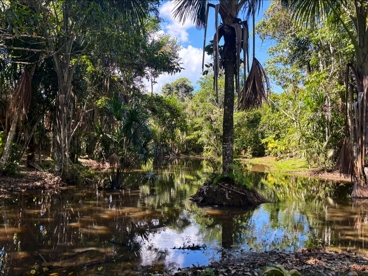 Planta Maestra Ayahuasca Gydymo Centras, Iquitos Peru