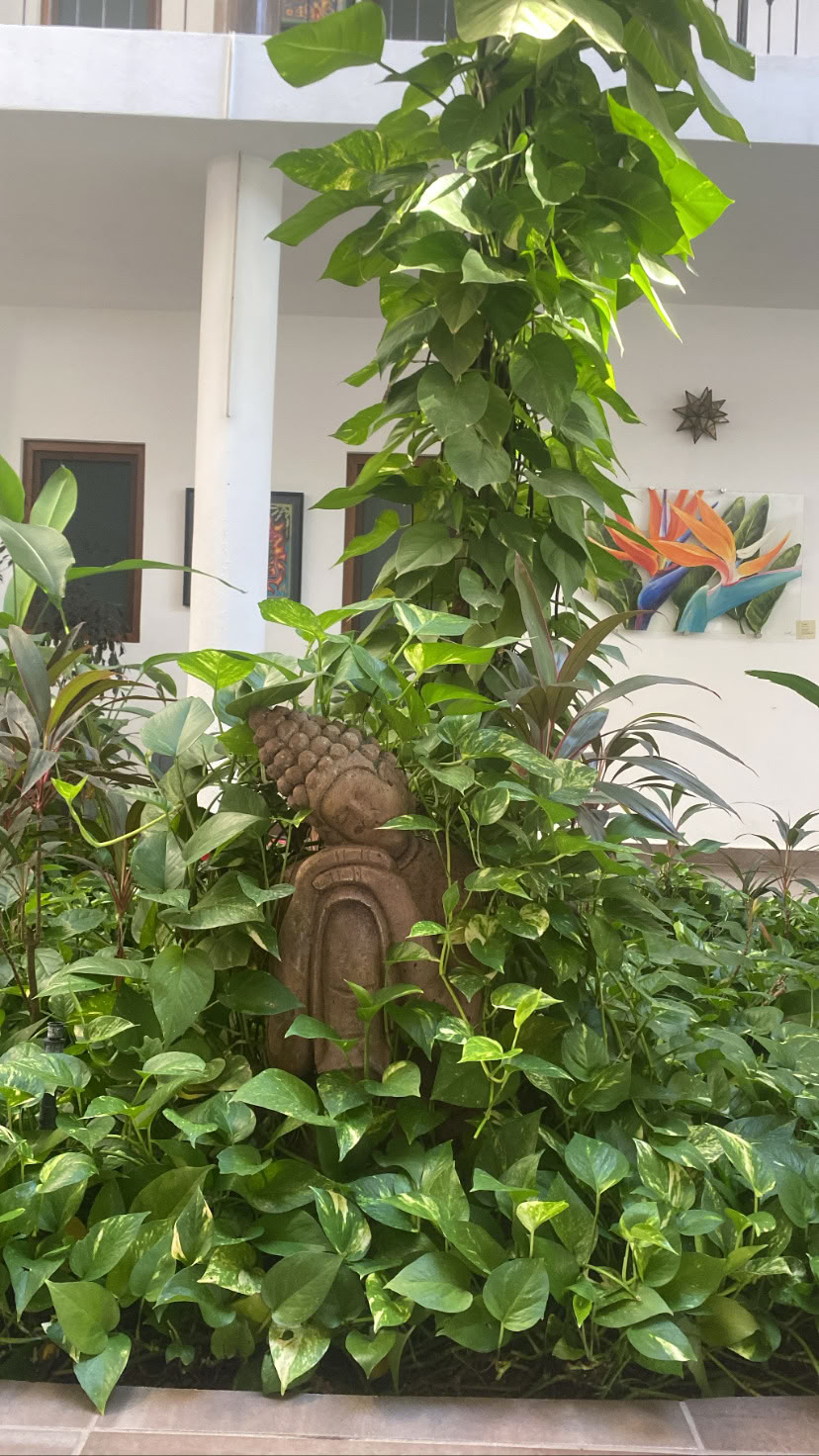 Joga Los Sueños | Sayulita