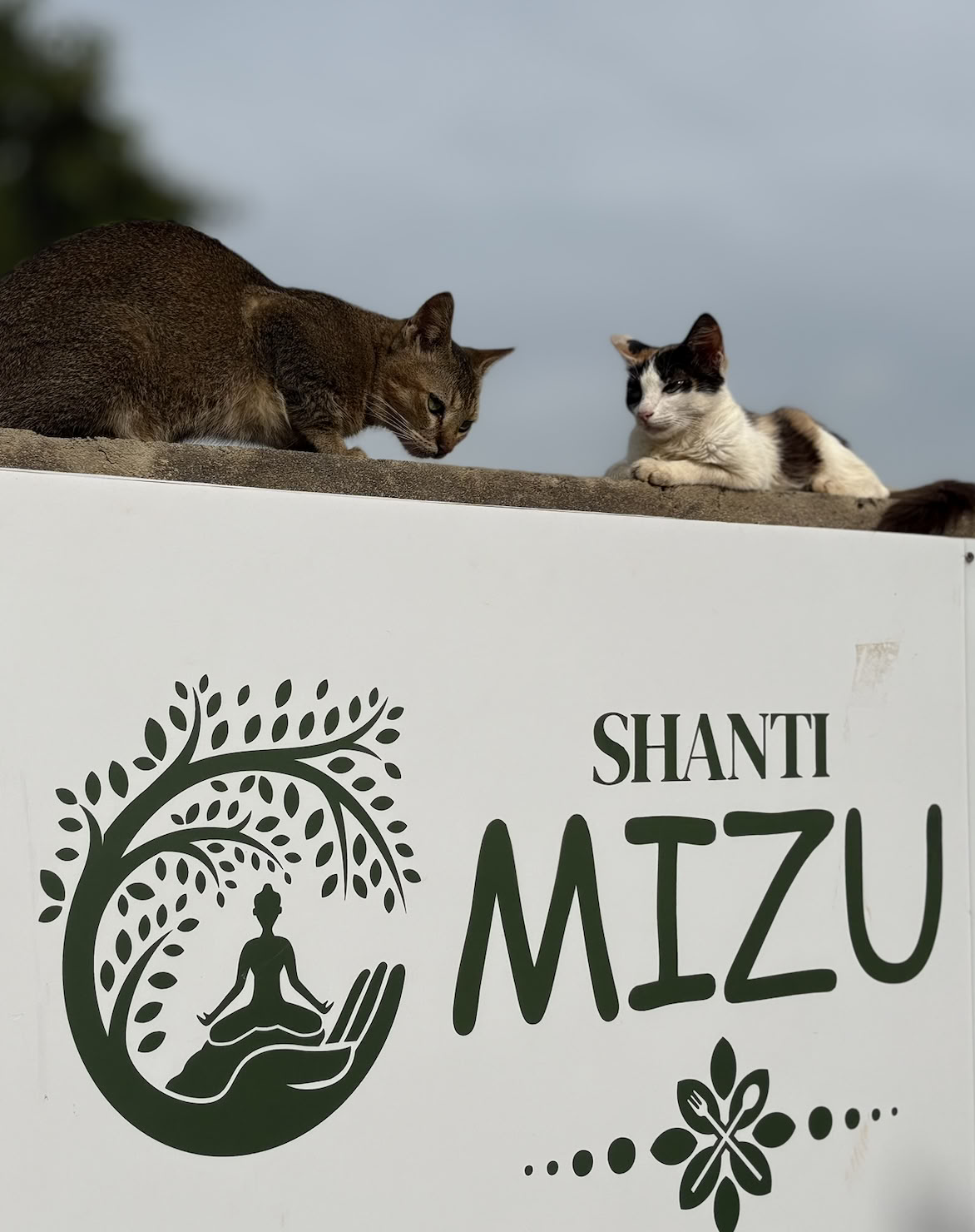 Shanti MIZU | Geriausias jogos retritas Arambolyje, Goa