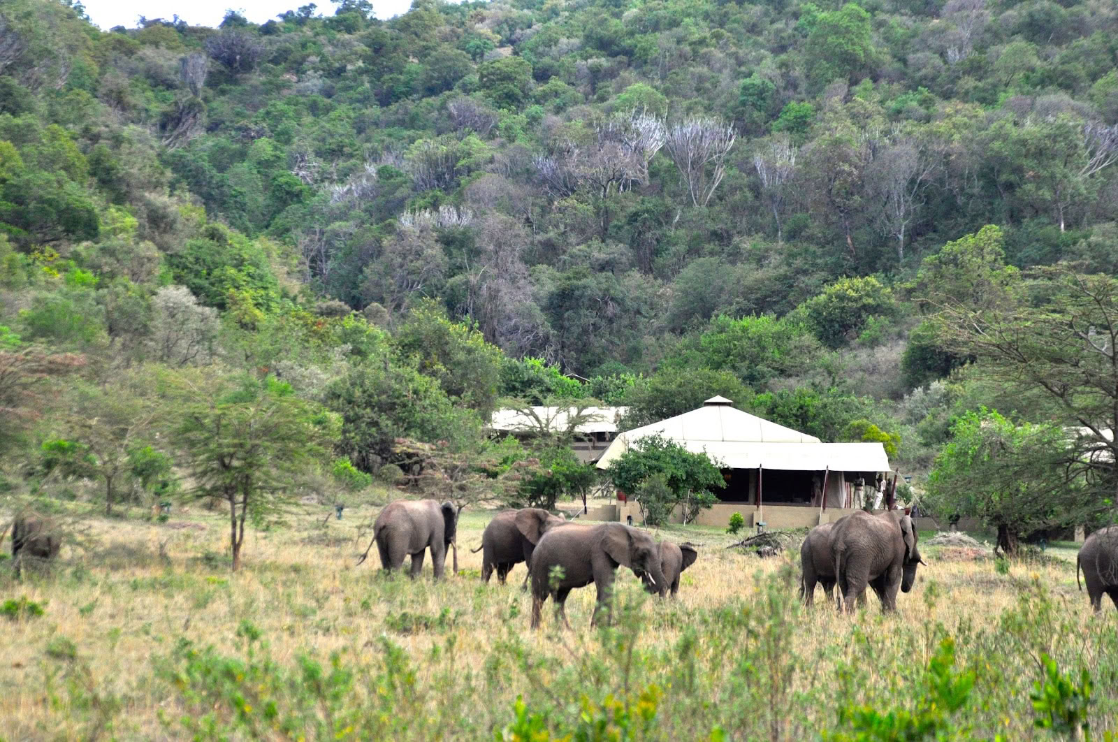 Safari ir joga