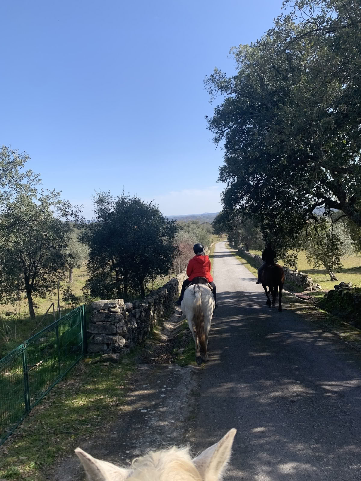 Marvão arkliai
