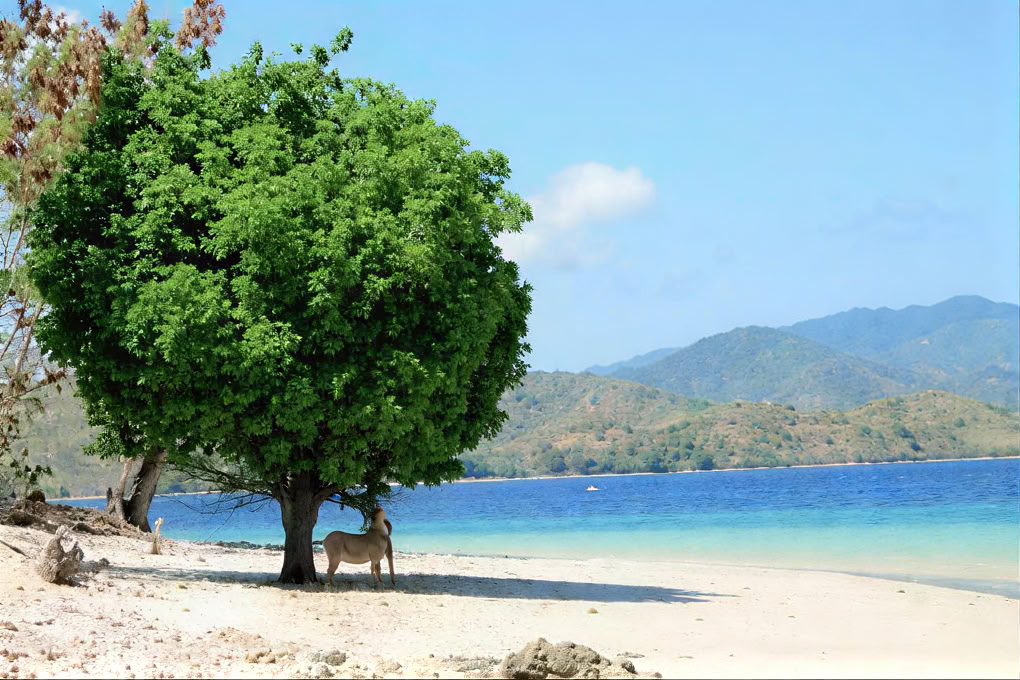 Gili Asahan ekologiškas poilsio namų kompleksas ir restoranas