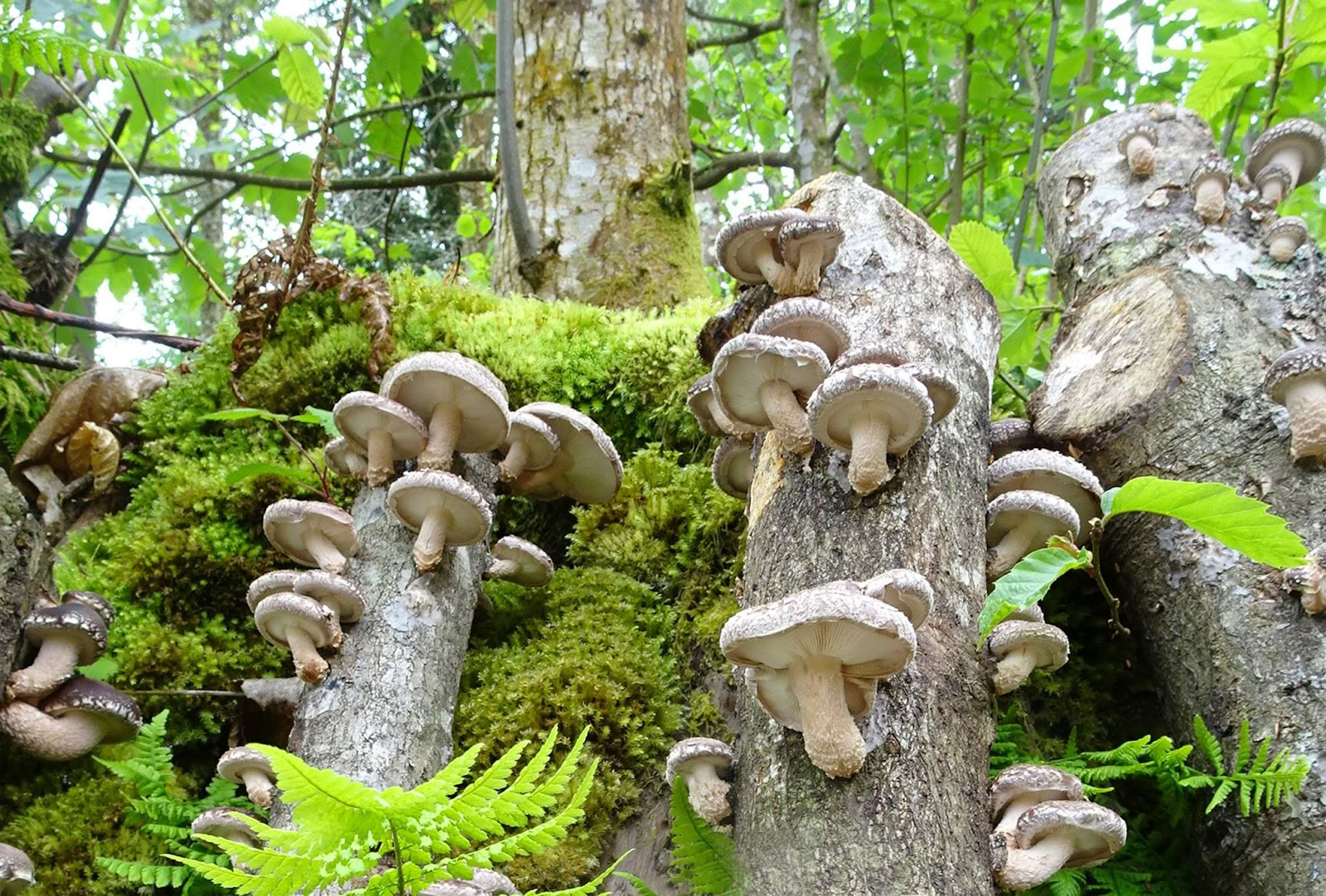 Grybų prigimtis
