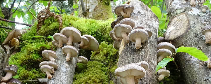 Grybų prigimtis