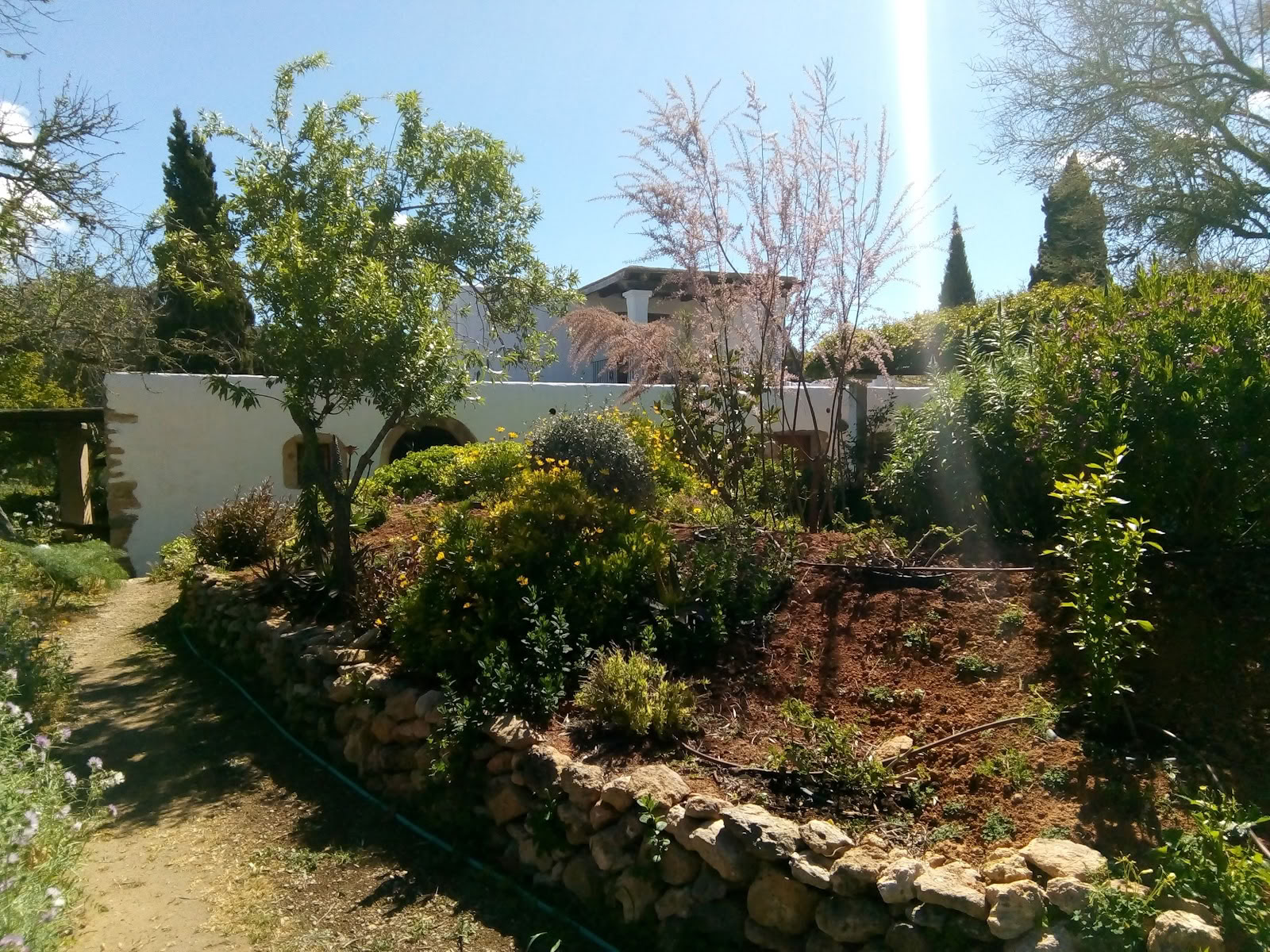 Ibizos judesio menai