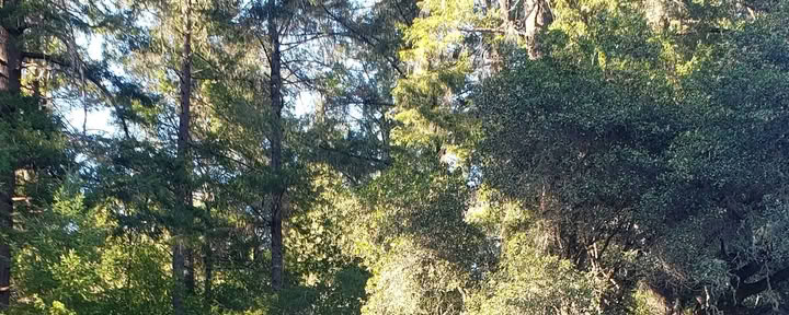 Van Zandt's Redwood View Resort