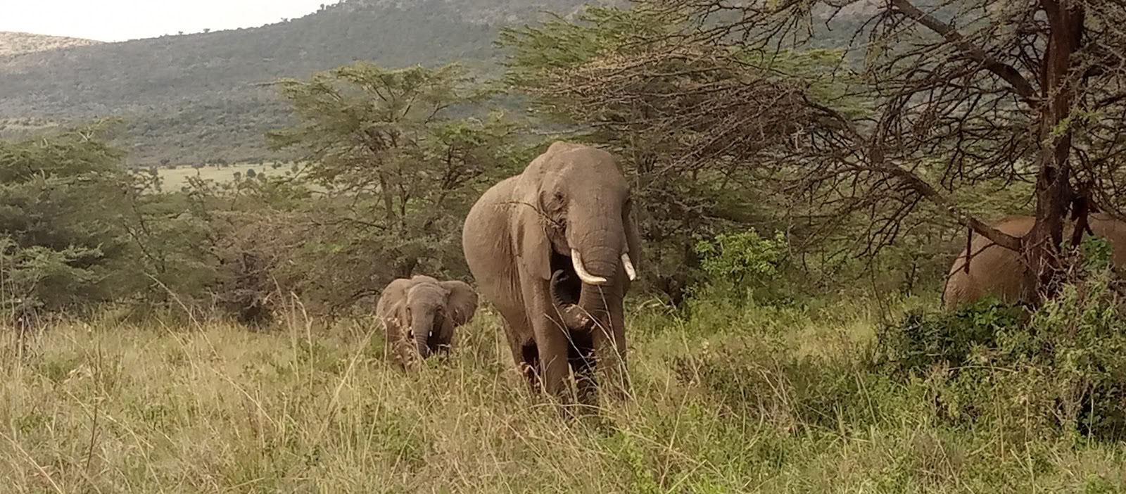 „Entumoto Safari Camp“