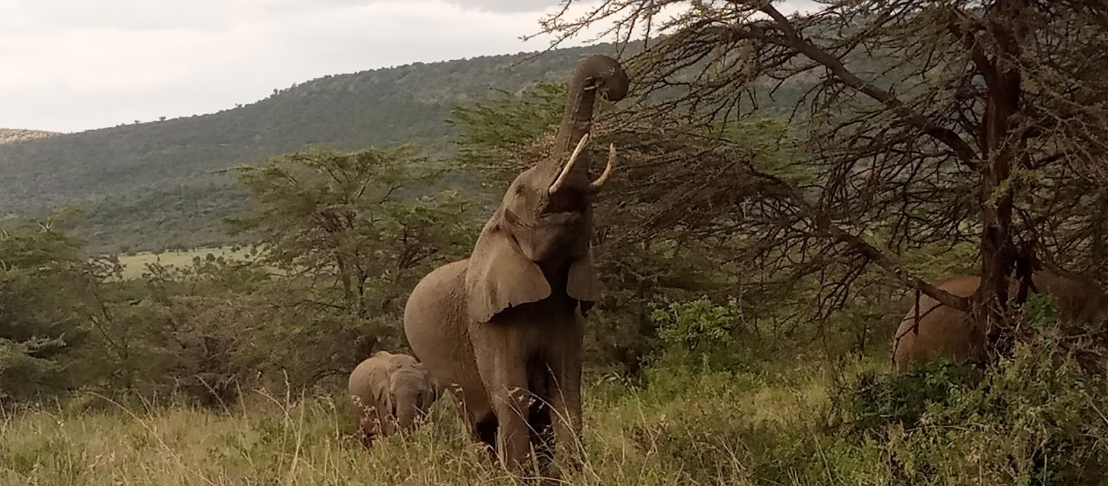 „Entumoto Safari Camp“
