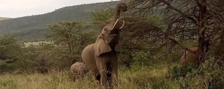 „Entumoto Safari Camp“